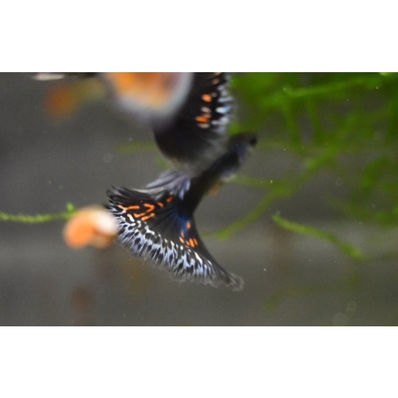 Firework selected breeding trio