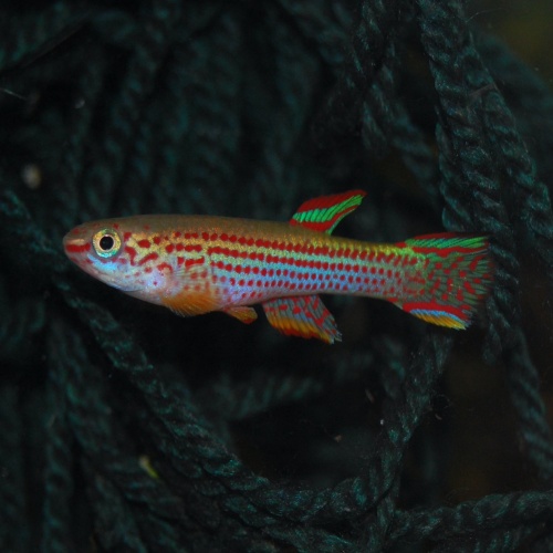 Aphyosemion striatum GEMLCG 07/61 - 20+ eggs
