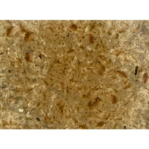 Russian Red Daphnia - Daphnia magna