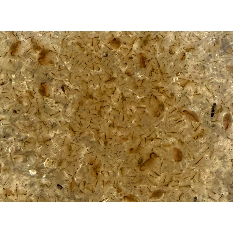 Russian Red Daphnia - Daphnia magna