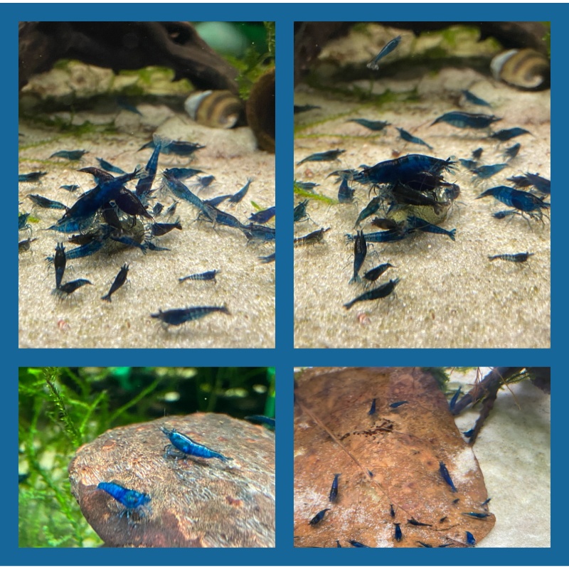 40 Blue Dream + bonus items