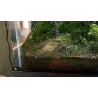 Title: Breeding Pair Red Breast Acara (Laetacara dorsigera) - $119.00