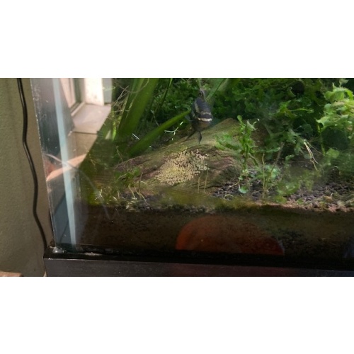 Title: Breeding Pair Red Breast Acara (Laetacara dorsigera) - $119.00