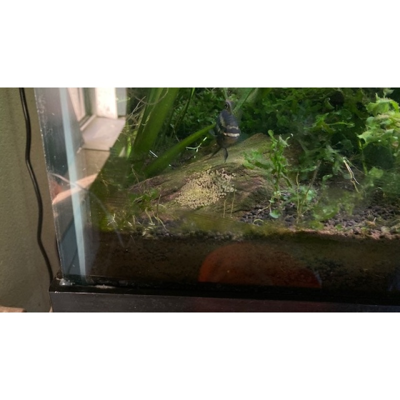 Title: Breeding Pair Red Breast Acara (Laetacara dorsigera) - $119.00