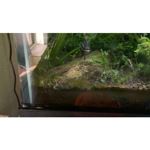 Second Breeding Pair of L. dorsigera (Red Breasted Dwarf Acara).