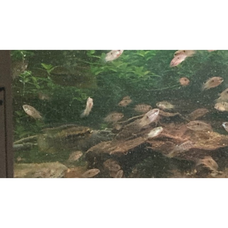 Breeding Pair of L. dorsigera (Red Breasted Dwarf Acara).