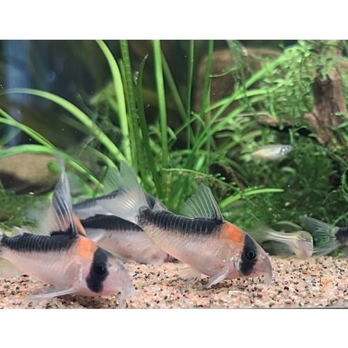 6 Corydoras duplicareus