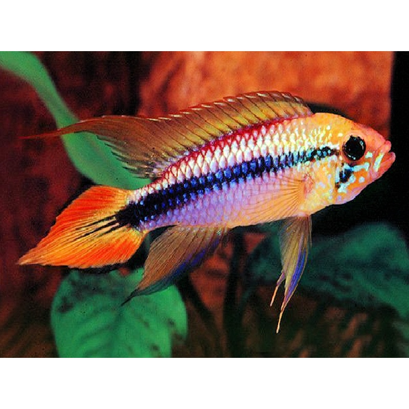 TRIO (1M+2F) Apistogramma agassizii Double Red