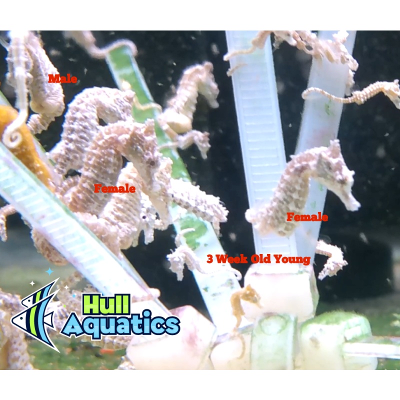Pair of Dwarf Seahorses