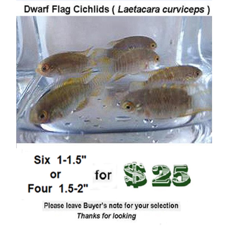 Six  1- 1.5"  Dwarf  Flag Cichlid