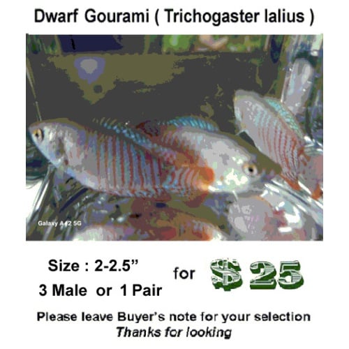 3M  2- 2.5"  Dwarf Gourami