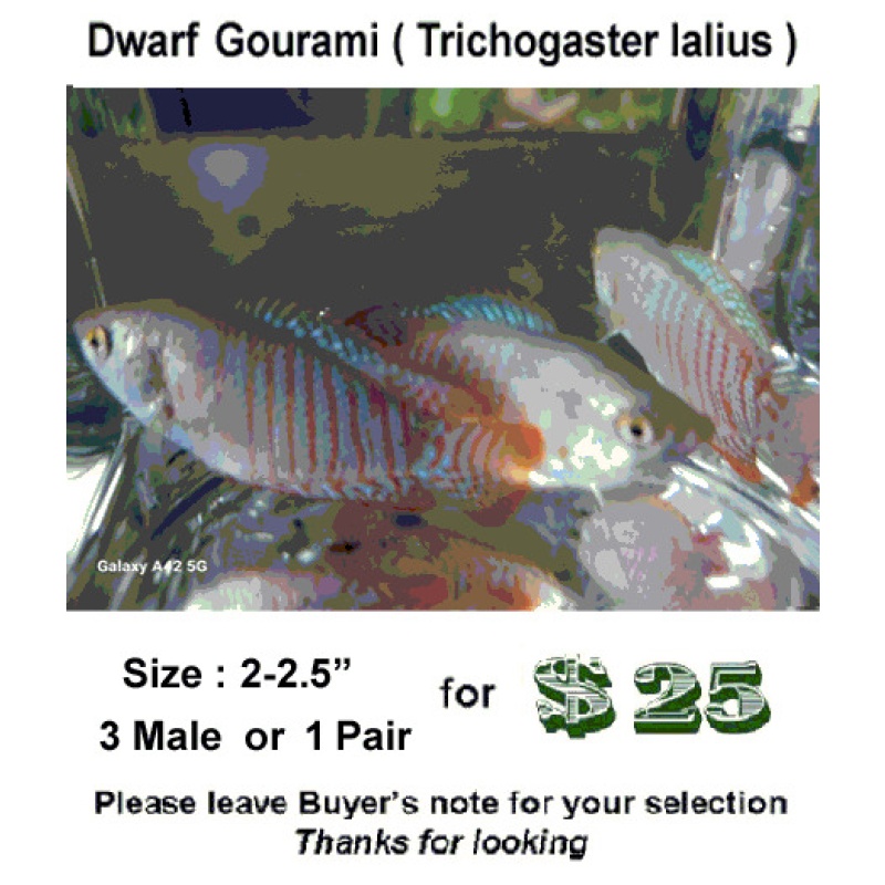 3M  2- 2.5"  Dwarf Gourami