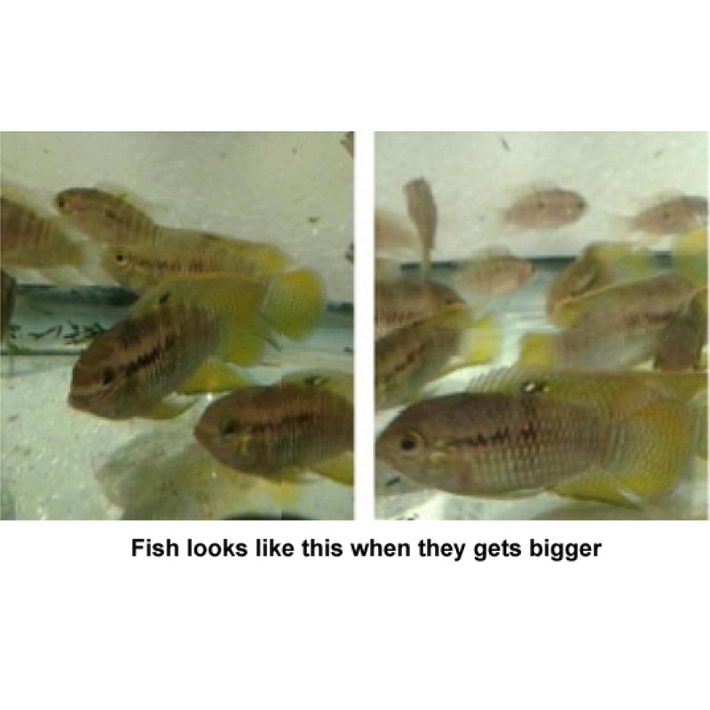 Six  1- 1.5"  Dwarf  Flag Cichlid