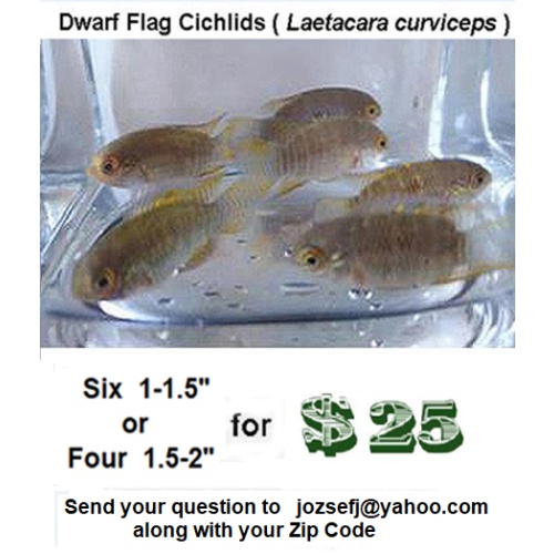 Six 1- 1.5" Dwarf Flag Cichlid