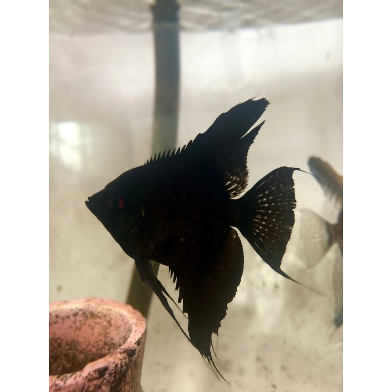 4"+ Black Angelfish