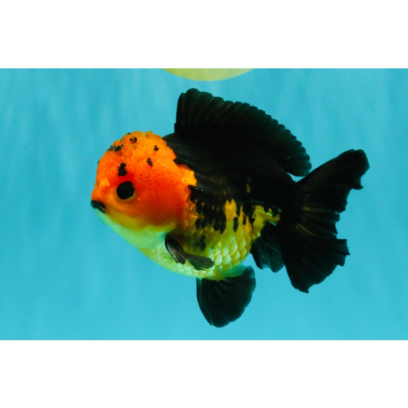 SPECIAL A Grade Apache Yuanbao Male 5-5.5 inches