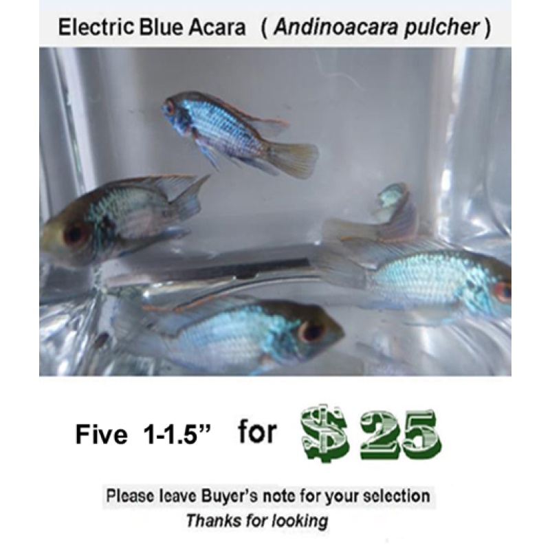 Five 1- 1.5"  Electric Blue Acara