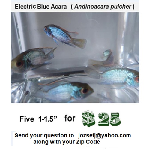 Five 1- 1.5" Electric Blue Acara