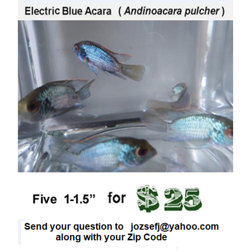 Five 1- 1.5" Electric Blue Acara