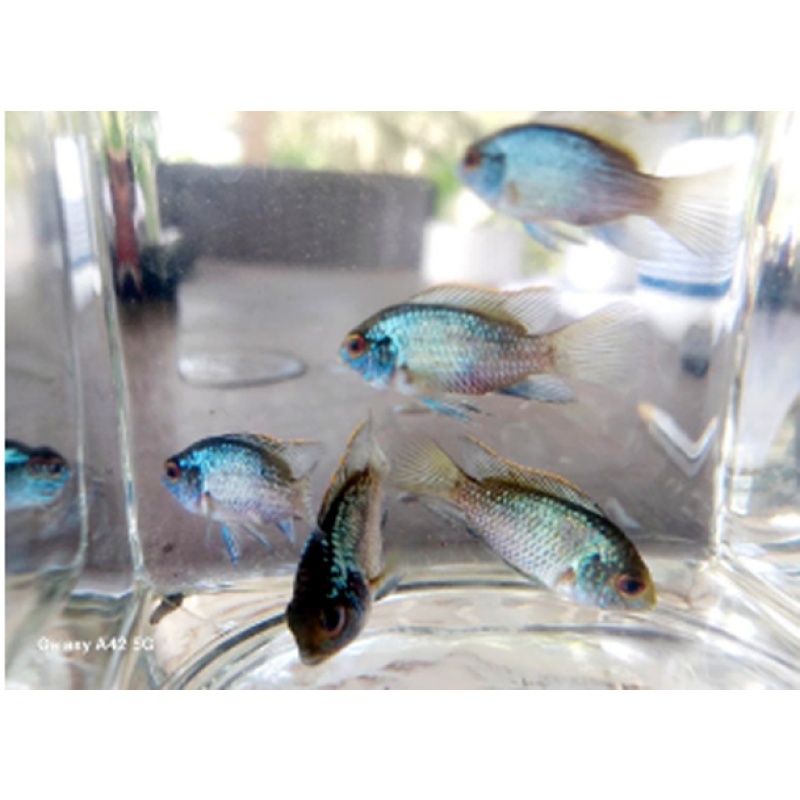 Five 1- 1.5"  Electric Blue Acara