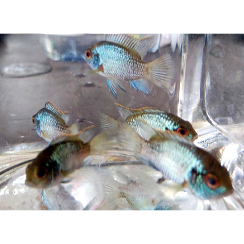 Five 1- 1.5"  Electric Blue Acara
