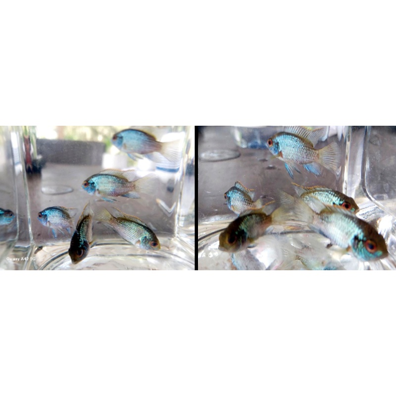 Five  1- 1.5"  Electric Blue Acara
