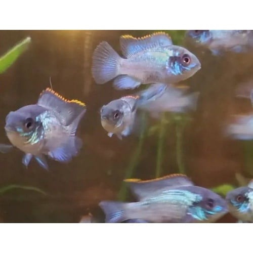4- Electric Blue Acara 2"-3"