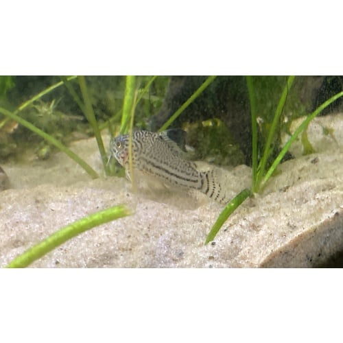 Julii Corydora