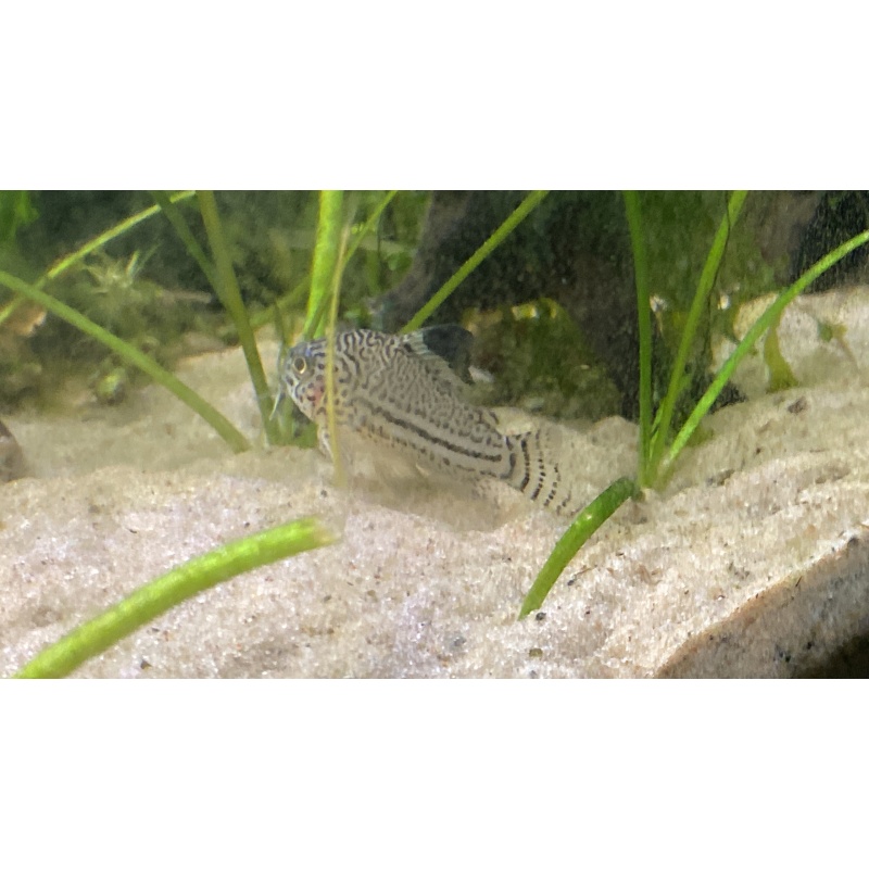 Julii Corydora
