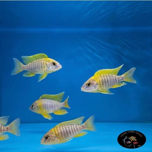 2"-3" Lemon Jake Peacocks (MALE)