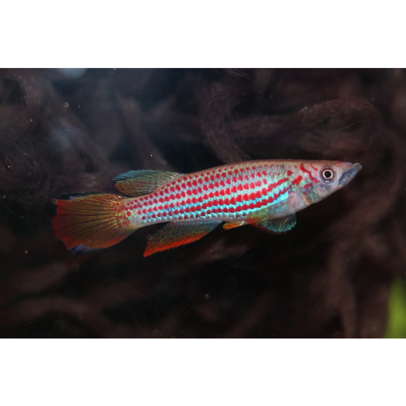 Epiplatys ansorgii Massana +40 eggs