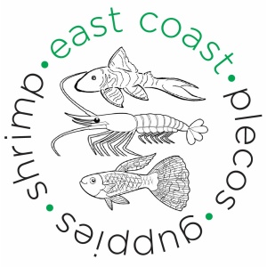 East Coast Plecos, Guppies, & Shrimp