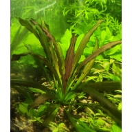 1x Echinodoras soekarno - $10 flat ship for all plants wanted