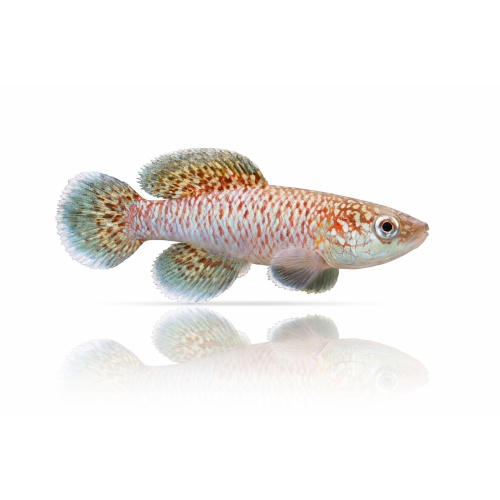 Nothobranchius Eggersi Blue (50 +5 Bonus Eggs)