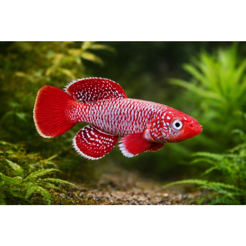 Nothobranchius Eggersi Rufiji River Camp TAN 95-7 (30 +5 Bonus Eggs)