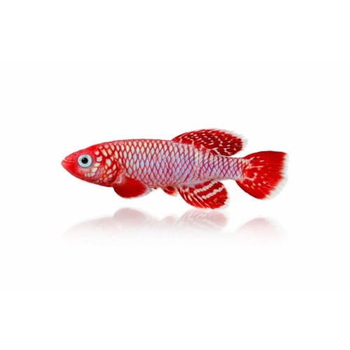 Nothobranchius Eggersi Rufiji River Camp TAN 95-7 (50 +5 Bonus Eggs)