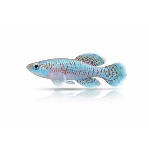 Nothobranchius Eggersi Solid Blue (30 +5 Bonus Eggs)