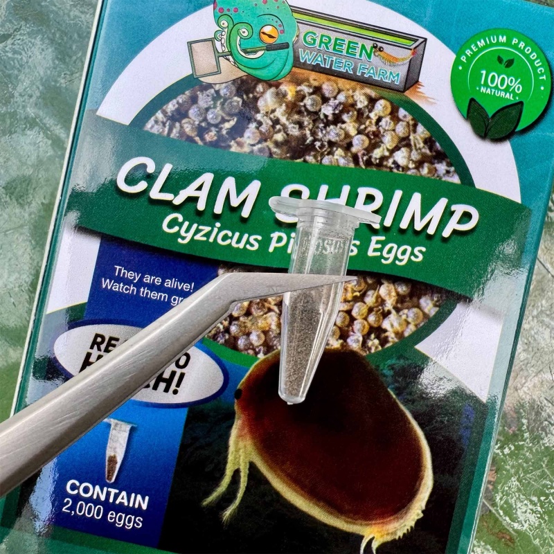 Clam Shrimp Cyzicus Pilosus Eggs