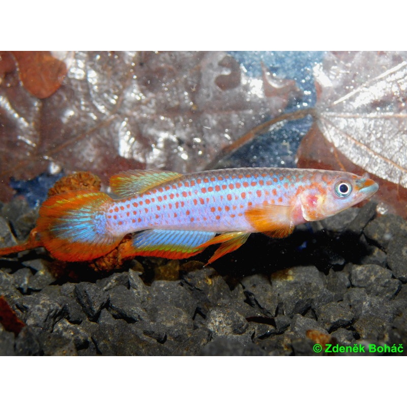 Epiplatys lamottei Koule GRC 90/178 +25 eggs