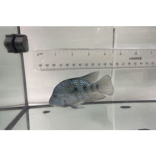 Electric Blue Texas Cichlid 4"