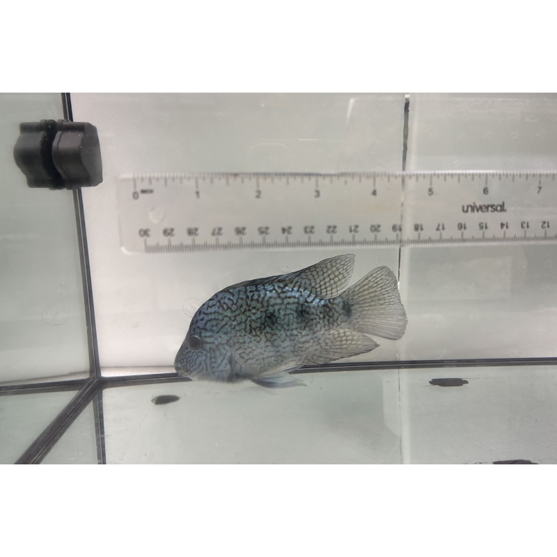 Electric Blue Texas Cichlid 4"