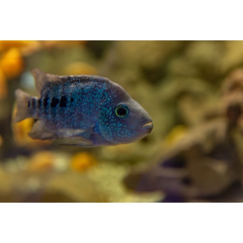 Electric Blue Texas Cichlid 3-4"