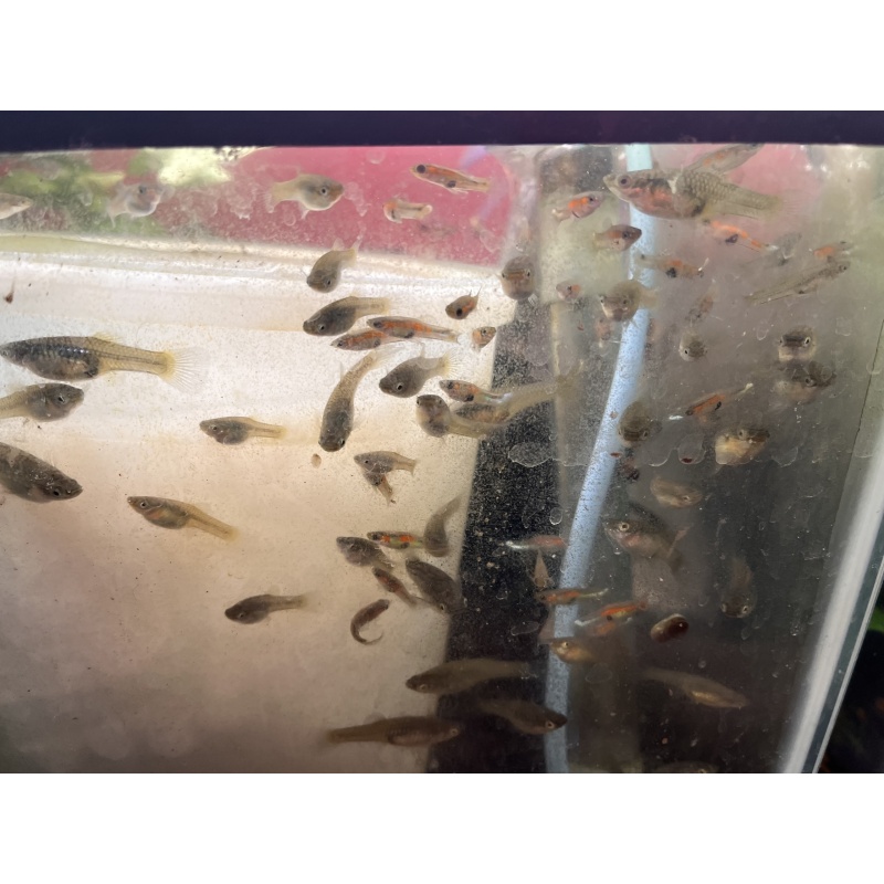 Five pairs endler's livebearers