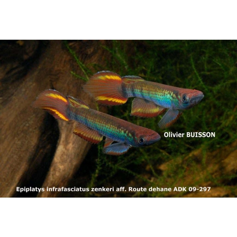 Epiplatys infrafasciatus aff zenkeri route dehane ADK 09-297