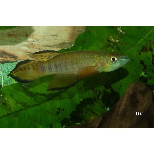 Epiplatys roloffi GF 06-10