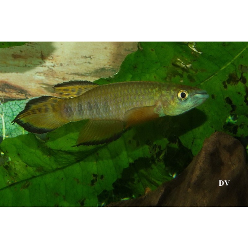 Epiplatys roloffi GF 06-10