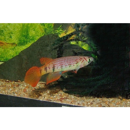 Epiplatys sp. Boumayombi COCCA 19-9