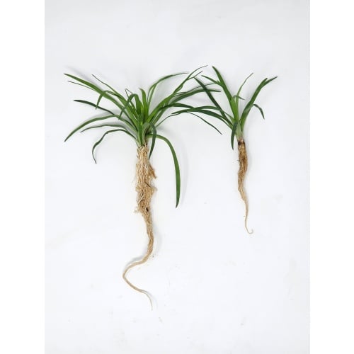 12 Eriocaulon Vietnam