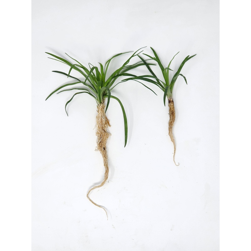 12 Eriocaulon Vietnam