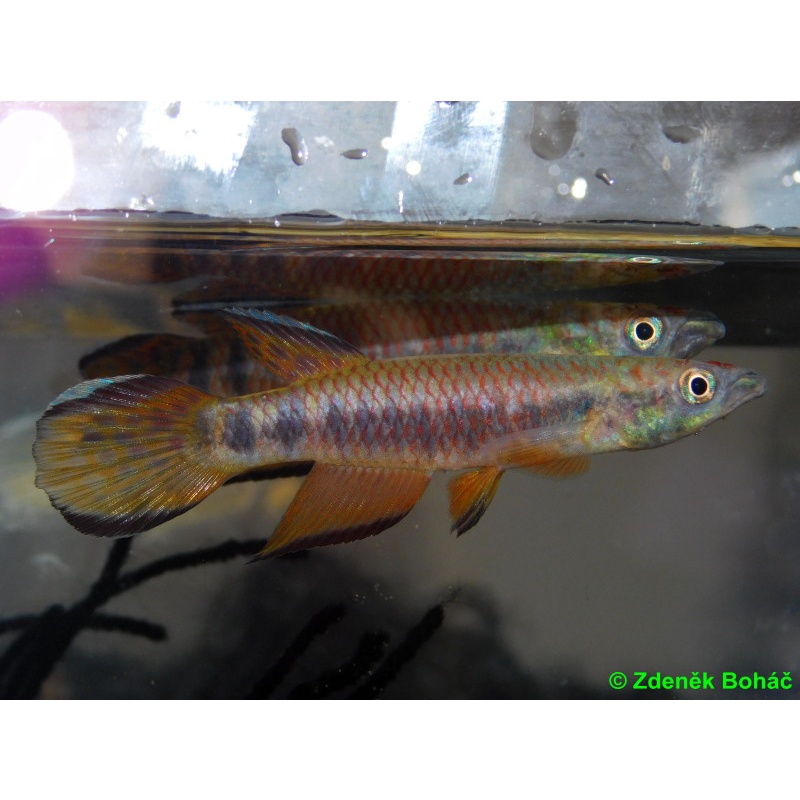 Epiplatys roloffi +30 eggs
